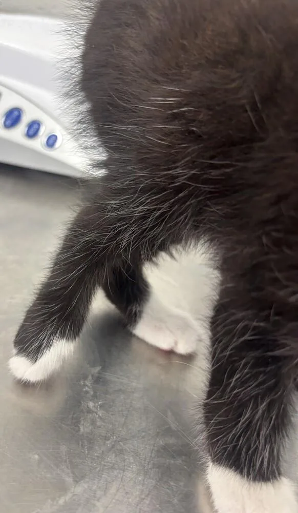 A baby small-sized male Black & White / Tuxedo Domestic Short Hair cat named Lawn Mower for adoption in Evansville, IN