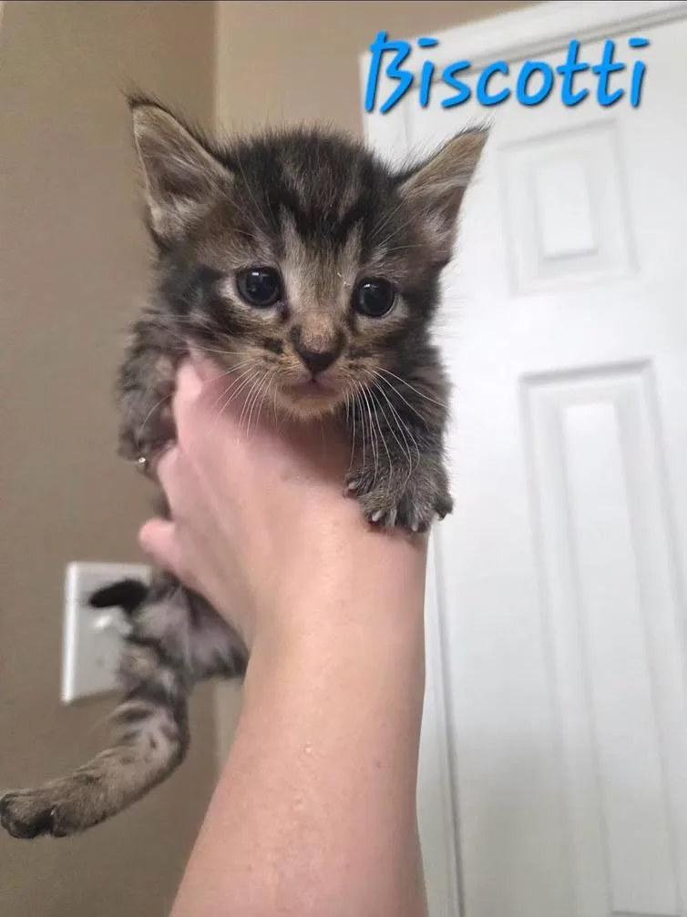 A baby medium-sized male Siamese cat named Biscotti for adoption in Anna, TX