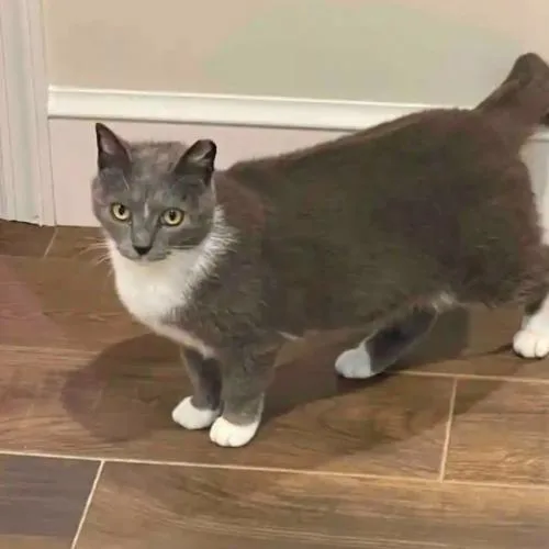 An adult medium-sized female Domestic Short Hair cat named Stella Belle for adoption in Seven Valleys, PA