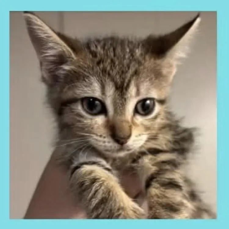 A baby small-sized female Brown / Chocolate Domestic Short Hair cat named Bobble for adoption in DeKalb, IL