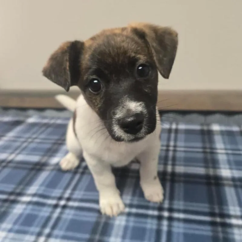 A baby small-sized male White / Cream Jack Russell Terrier dog named Cash for adoption in Martinsburg, WV