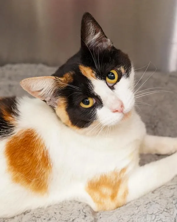 An adult small-sized female Domestic Short Hair cat named Roni for adoption in Novato, CA