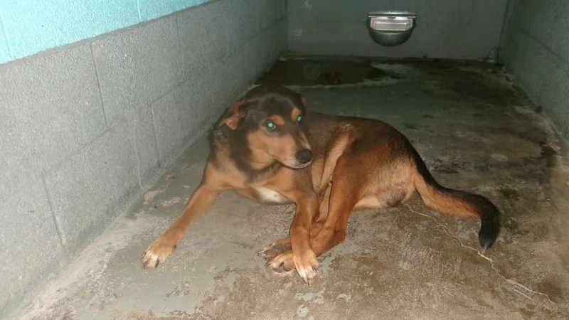 A young medium-sized male Shepherd dog named Rufus for adoption in Winslow, AZ
