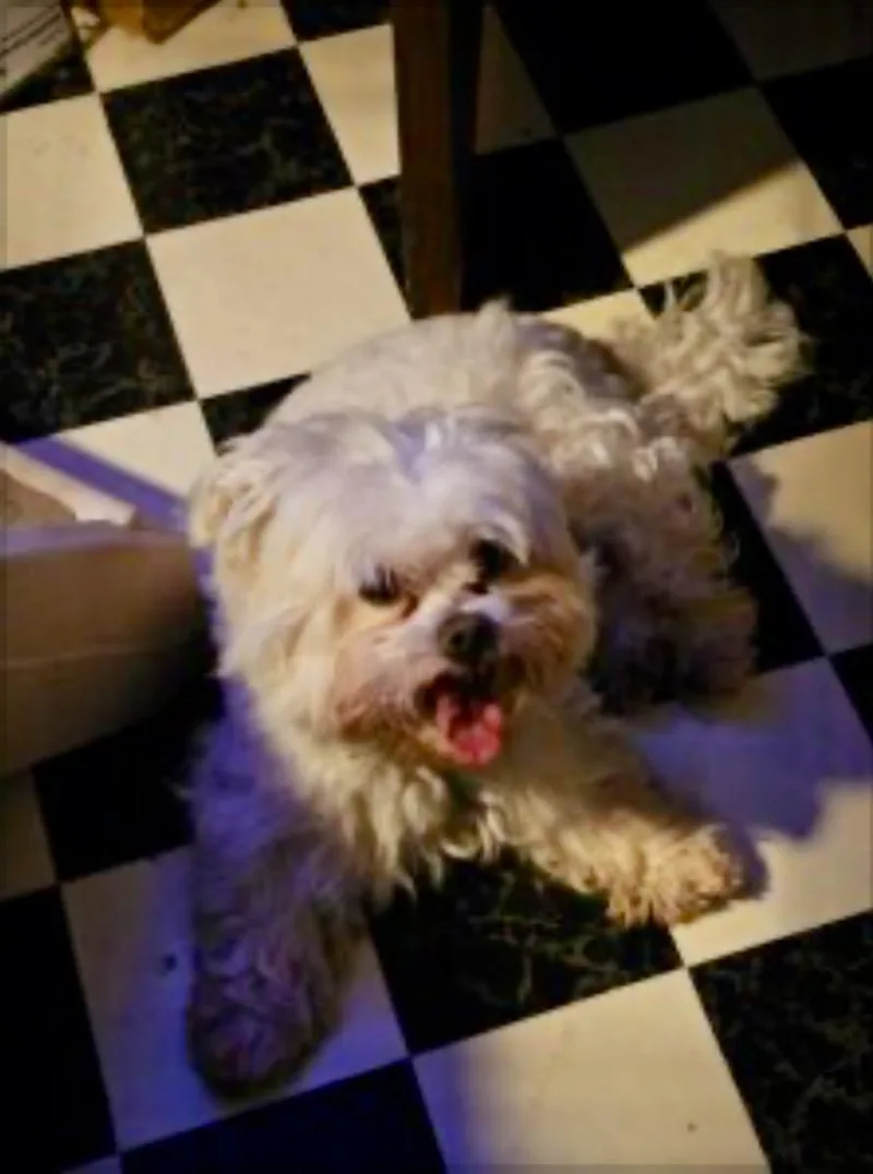 A young small-sized male West Highland White Terrier / Westie dog named Dapper Dan for adoption in Norfolk, VA