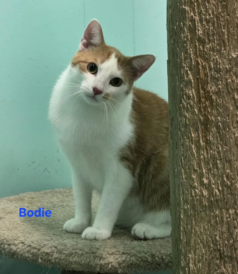 Bodie
