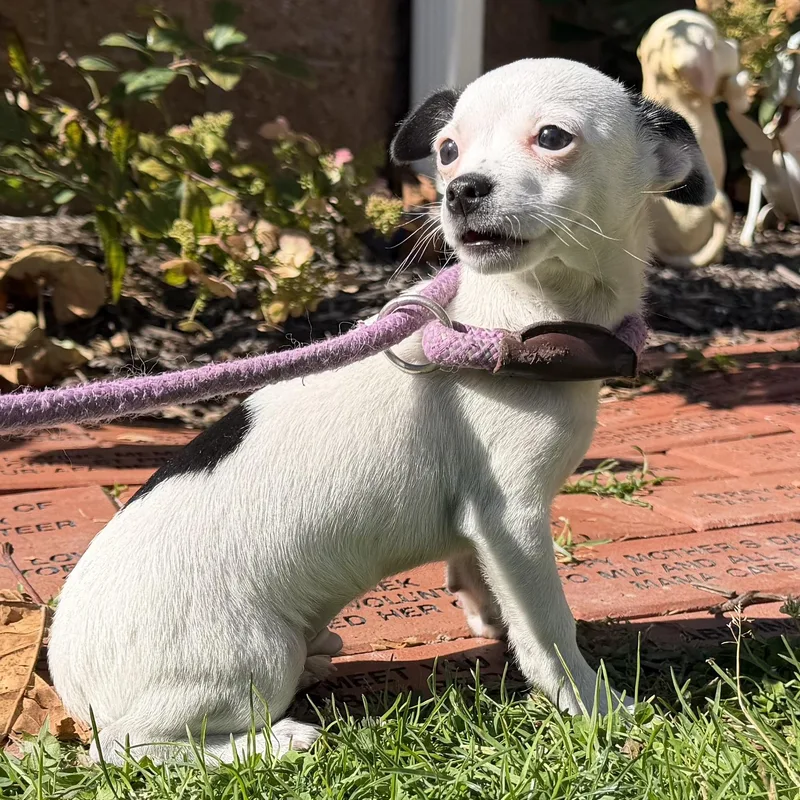 A baby small-sized male Chihuahua dog named Mogwai for adoption in Latrobe, PA