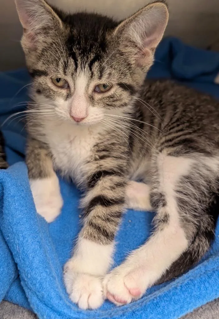 A baby small-sized female Domestic Short Hair cat named Coconut for adoption in Defiance, OH
