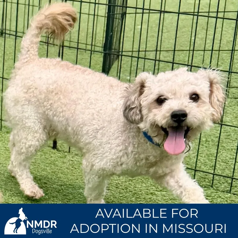 An adult small-sized male Brown / Chocolate Poodle (Toy) dog named Kobe Missouri My for adoption in Peyton, CO
