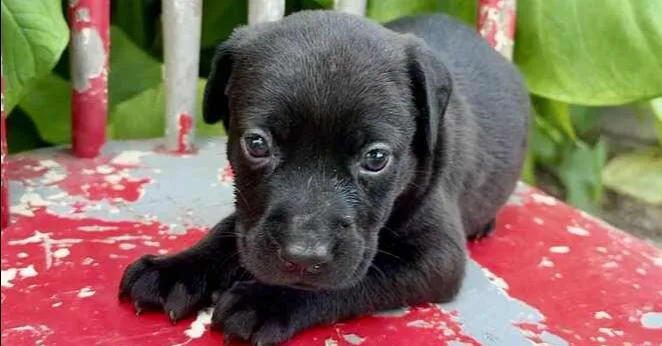 A baby large-sized female Tricolor (Brown, Black, & White) Catahoula Leopard Dog dog named Abigail for adoption in Silsbee, TX