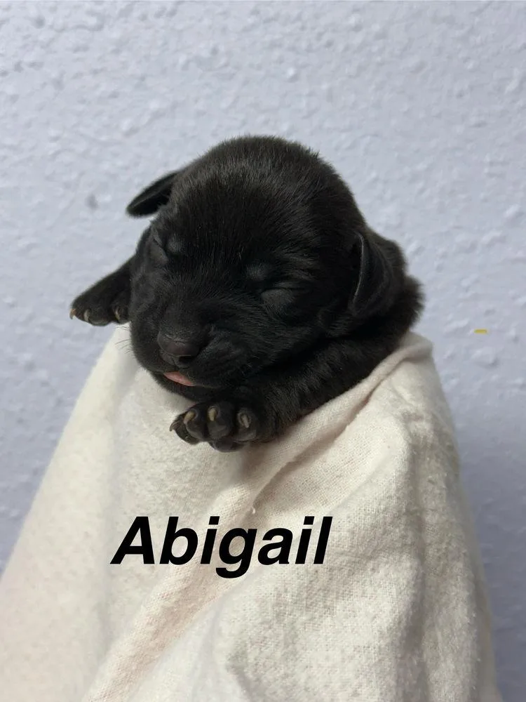 Abigail thumbnail 2