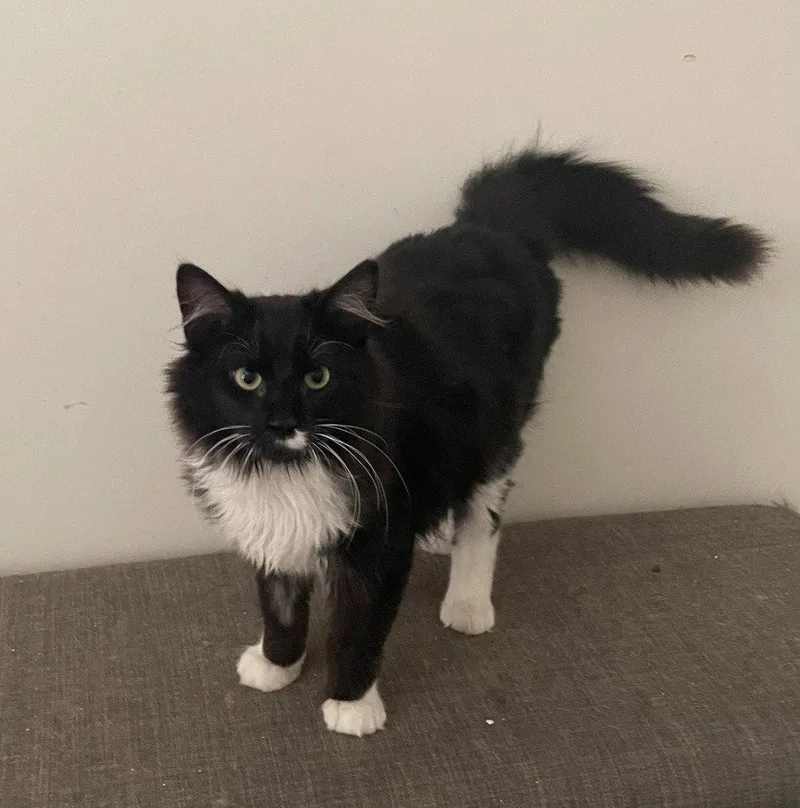 A young medium-sized male Black & White / Tuxedo Domestic Long Hair cat named Yin for adoption in Garner, NC