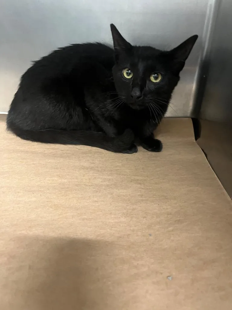 A young small-sized male Domestic Short Hair cat named Malcom for adoption in Cartersville , GA