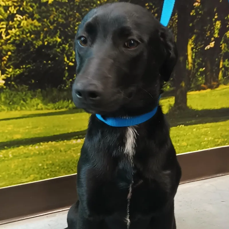 A baby medium-sized male Black Labrador Retriever dog named Harel for adoption in Orange, CA