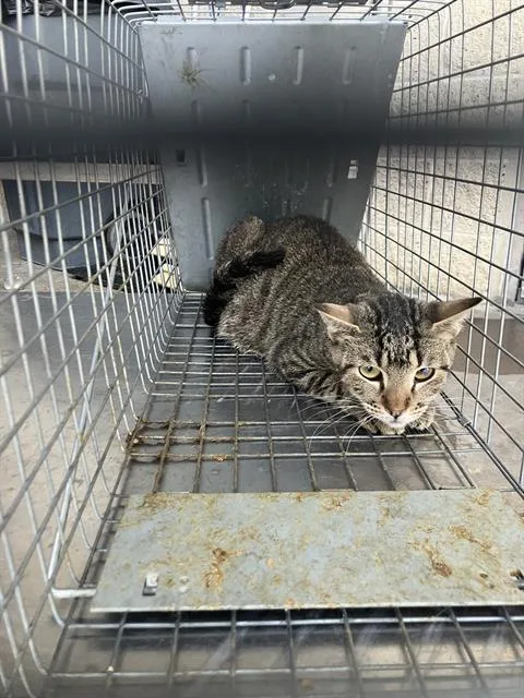 A young medium-sized female Domestic Short Hair cat named Rage for adoption in Dallas, TX