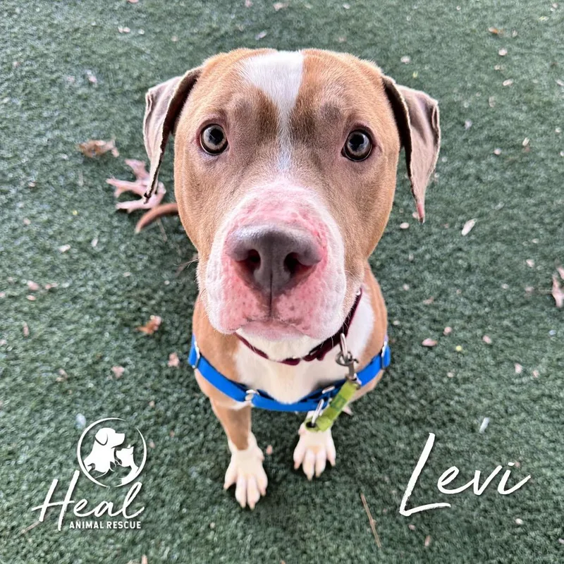 A young medium-sized male Apricot / Beige Pit Bull Terrier dog named Levi for adoption in Youngwood, PA