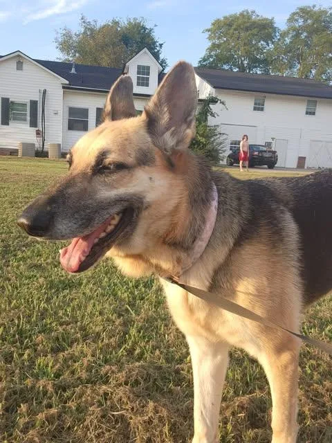 A senior large-sized female German Shepherd Dog dog named Vixen for adoption in Greeneville, TN