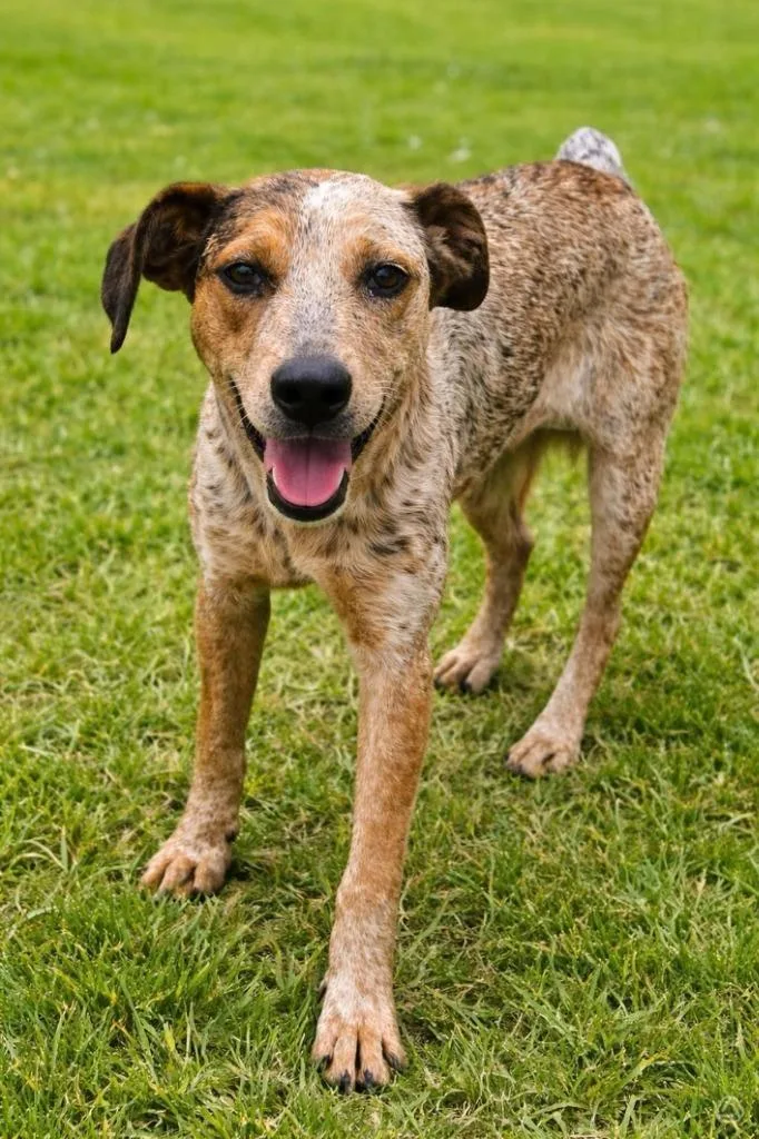 A baby medium-sized female Hound dog named Cinnamon Sneakers for adoption in El Dorado, AR
