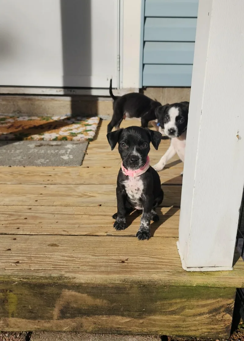 A baby medium-sized female Australian Cattle Dog / Blue Heeler dog named Wednesday Little Monster's Litter for adoption in Carmel, NY