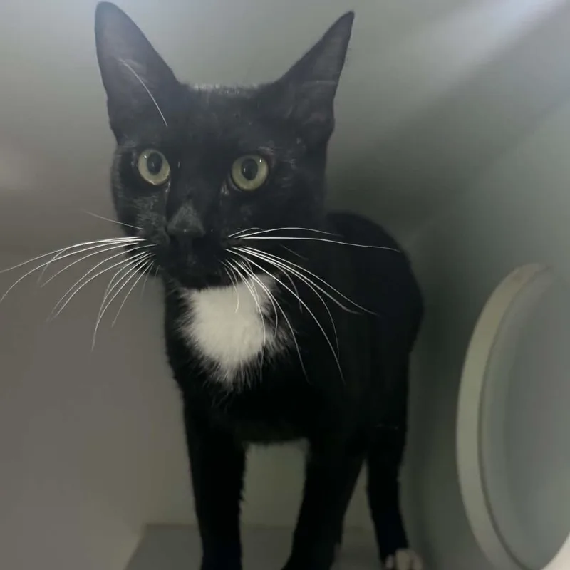 A young medium-sized male American Shorthair cat named Joaquin for adoption in Danbury, CT