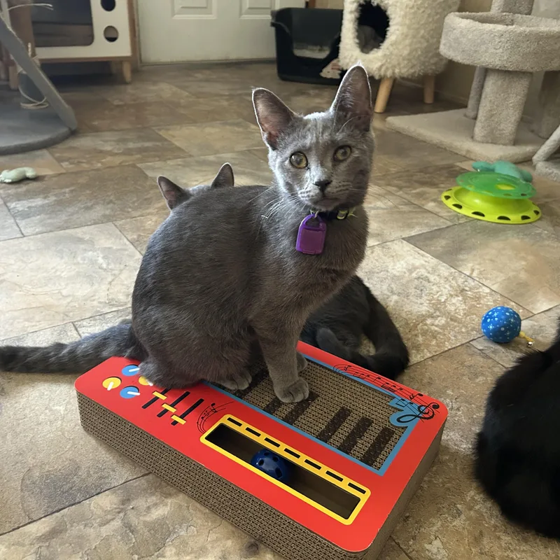 A young medium-sized male Gray / Blue / Silver Domestic Short Hair cat named Lou Who for adoption in La Salle, IL