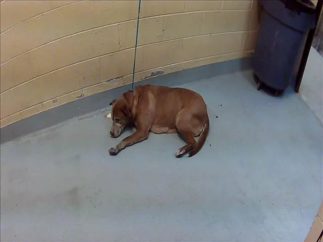 An adult large-sized female Pit Bull Terrier dog named Big Red for adoption in Tulsa, OK