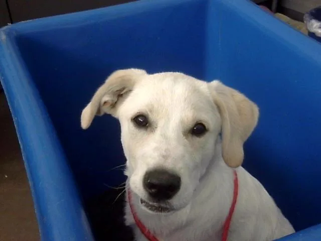 A baby large-sized male Mixed Breed dog named Nacho for adoption in Dallas, TX
