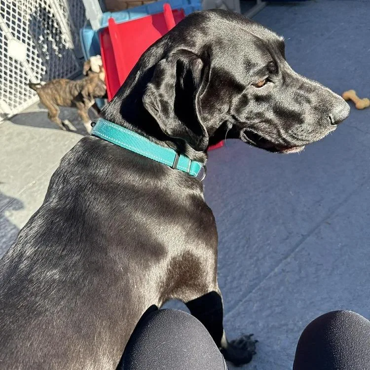 Dana The Dane thumbnail 2