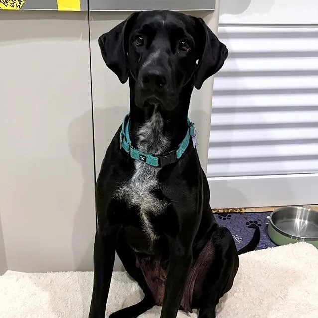 Dana The Dane thumbnail 3