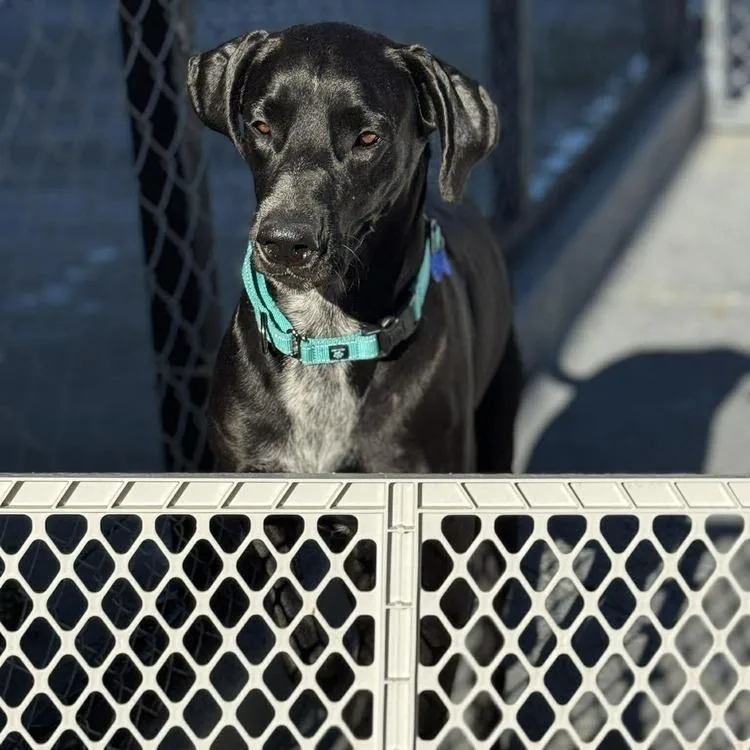 Dana The Dane thumbnail 4