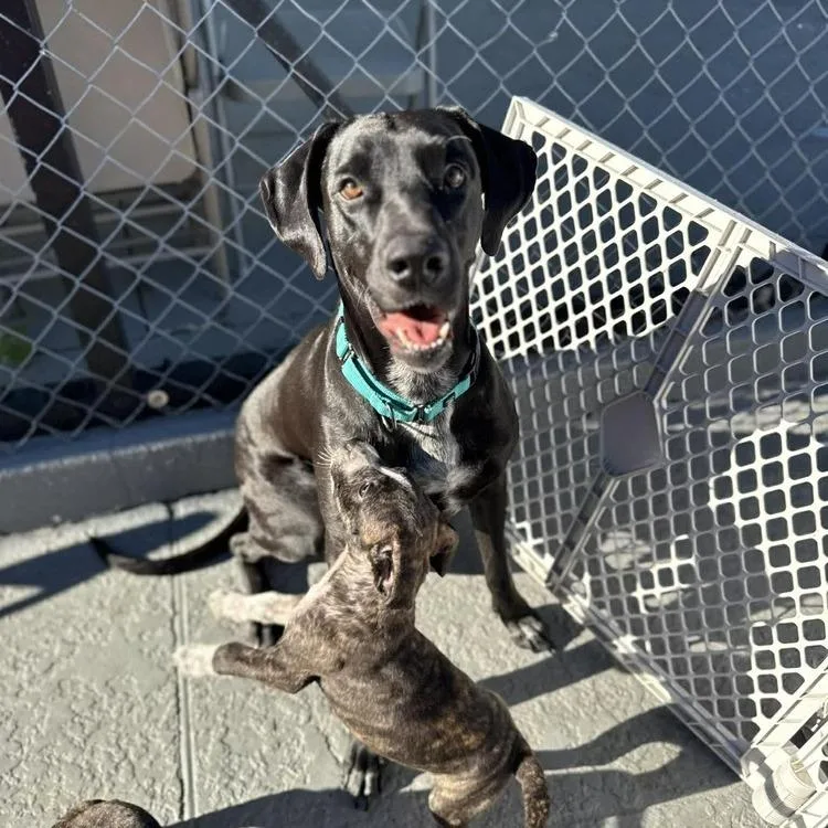 Dana The Dane thumbnail 5