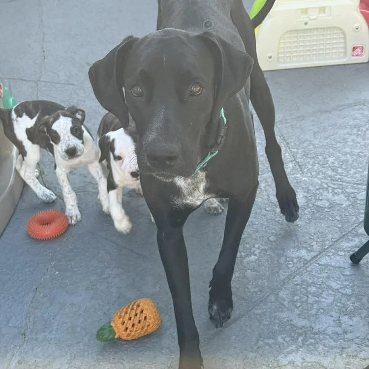 Dana The Dane thumbnail 6