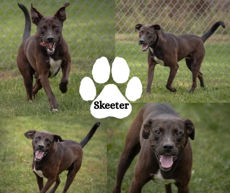 An adult medium-sized male Black Labrador Retriever dog named Skeeter for adoption in Winchester, KY