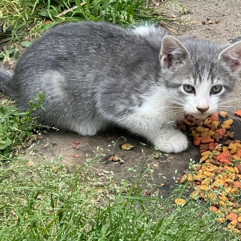 A baby small-sized male Gray / Blue / Silver Domestic Short Hair cat named Wasabi for adoption in West Plains, MO
