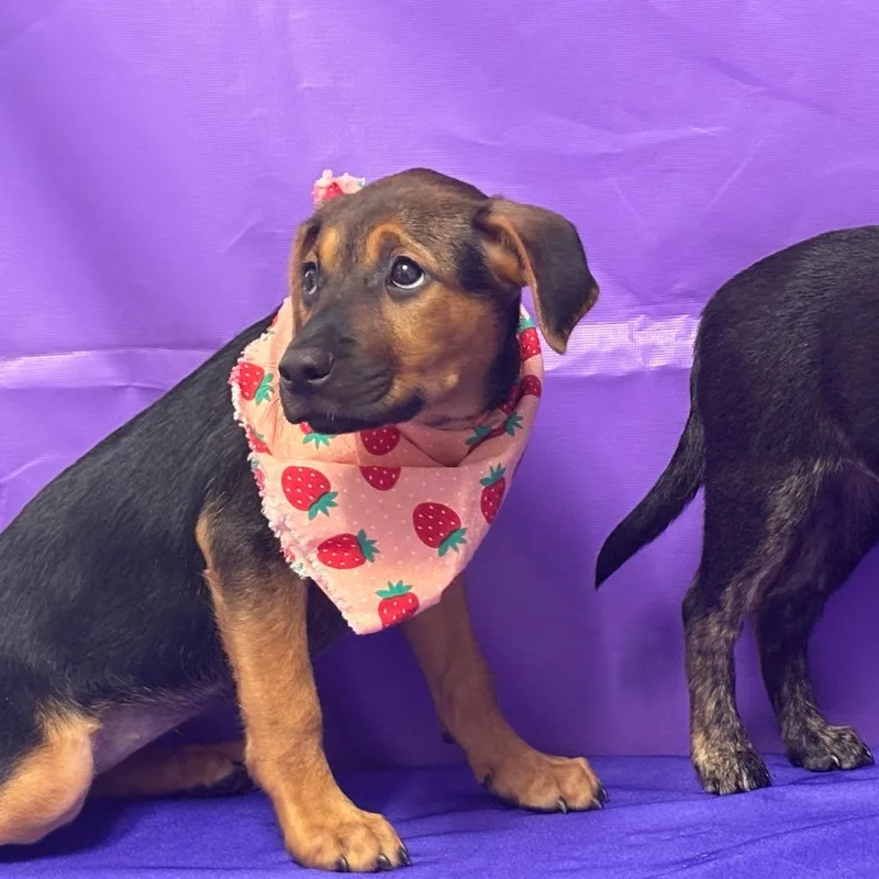 A baby medium-sized female Brown / Chocolate Mixed Breed dog named Helka for adoption in North Myrtle Beach, SC