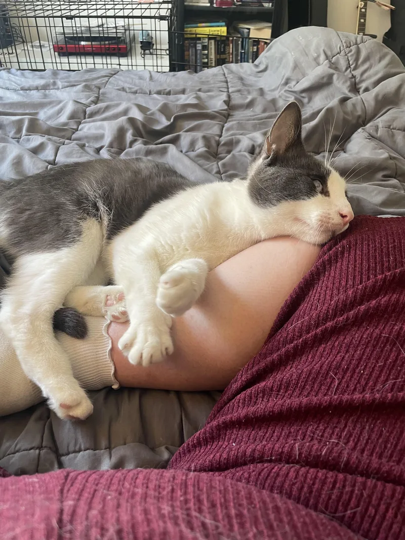 A young medium-sized male Gray & White Domestic Short Hair cat named Tex Mex for adoption in brooklyn, NY