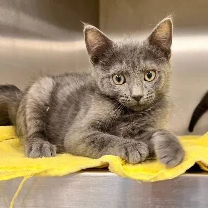 A baby small-sized male Domestic Short Hair cat named Catamaran for adoption in Wheaton, IL
