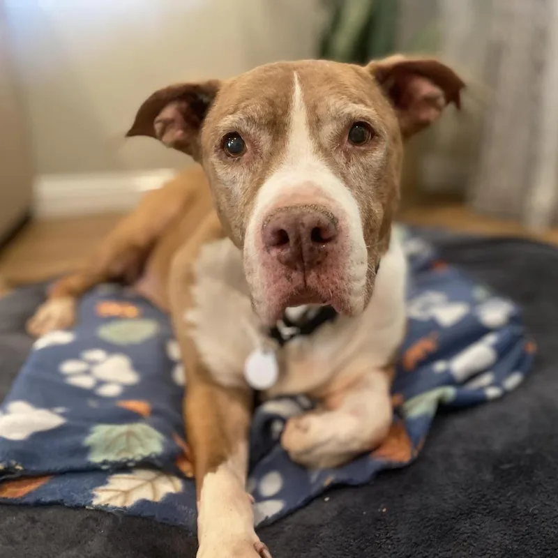 A senior large-sized female Brown / Chocolate Pit Bull Terrier dog named Auntie for adoption in Ramona, CA