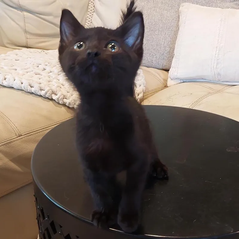 A baby small-sized male Black American Shorthair cat named Mr. Roger's Neighborhood for adoption in Boerne, TX