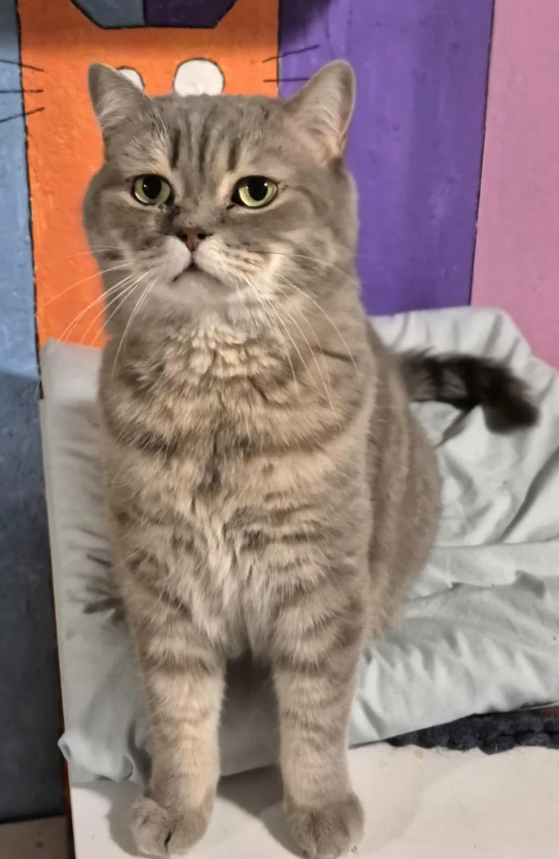 An adult large-sized male Scottish Fold cat named Houdini for adoption in Attleboro, MA