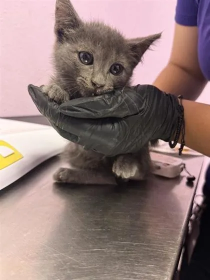 A baby small-sized female Gray / Blue / Silver Domestic Short Hair cat named 61054101 for adoption in El Paso, TX