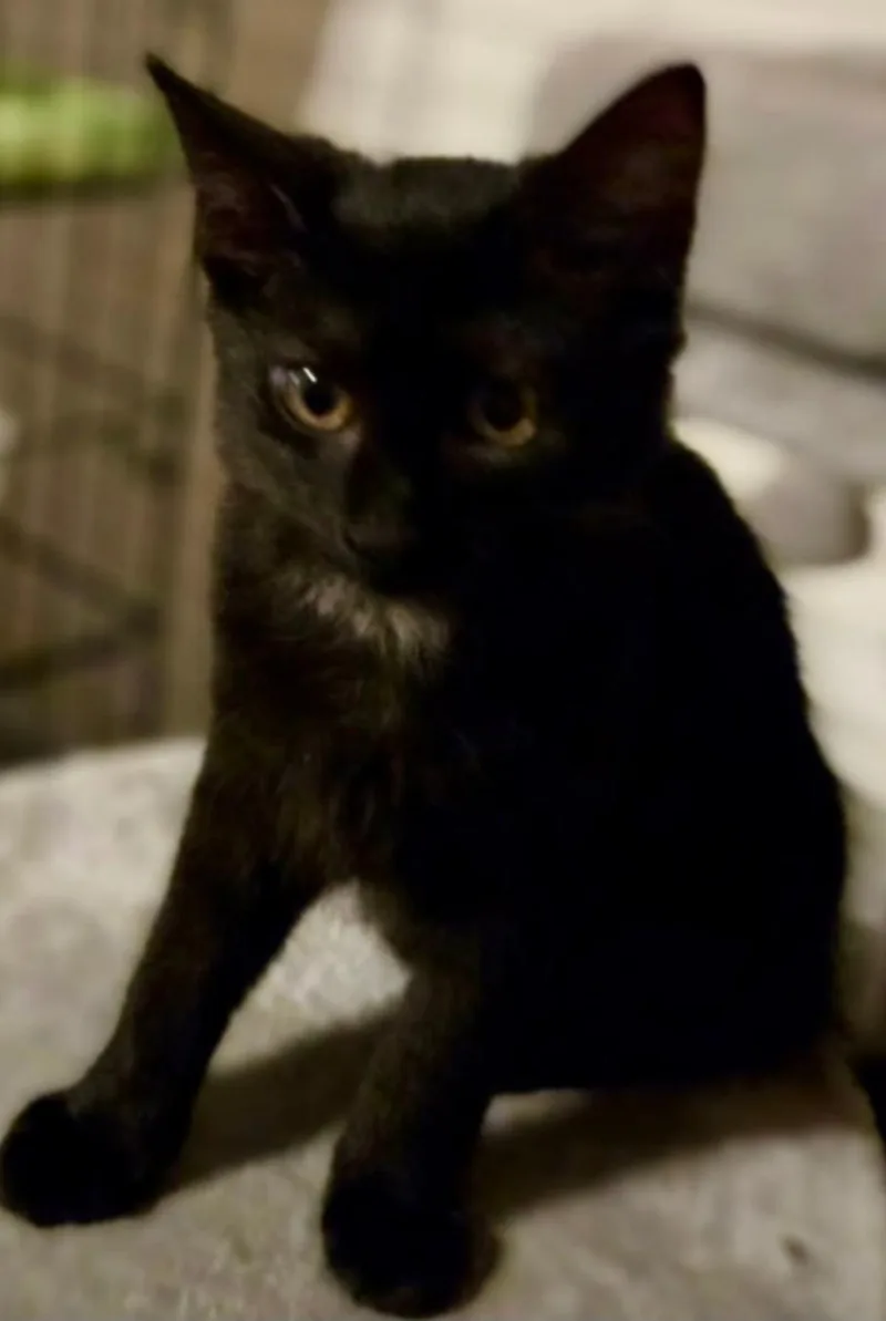 A young medium-sized female Domestic Short Hair cat named Gilliflower for adoption in Centerville, GA
