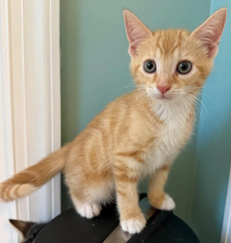 A baby medium-sized male Domestic Short Hair cat named Kartiffel for adoption in Evans, GA