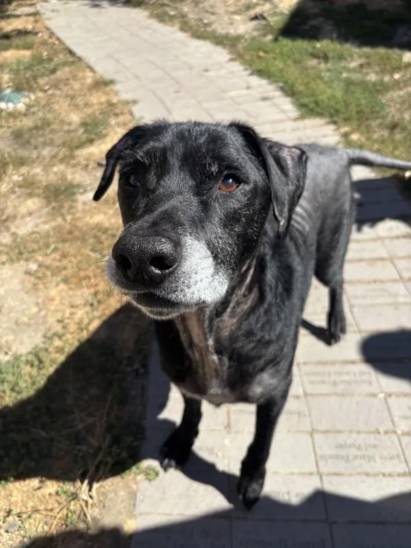 A senior large-sized male Labrador Retriever dog named Domingo for adoption in Santa Rosa, CA