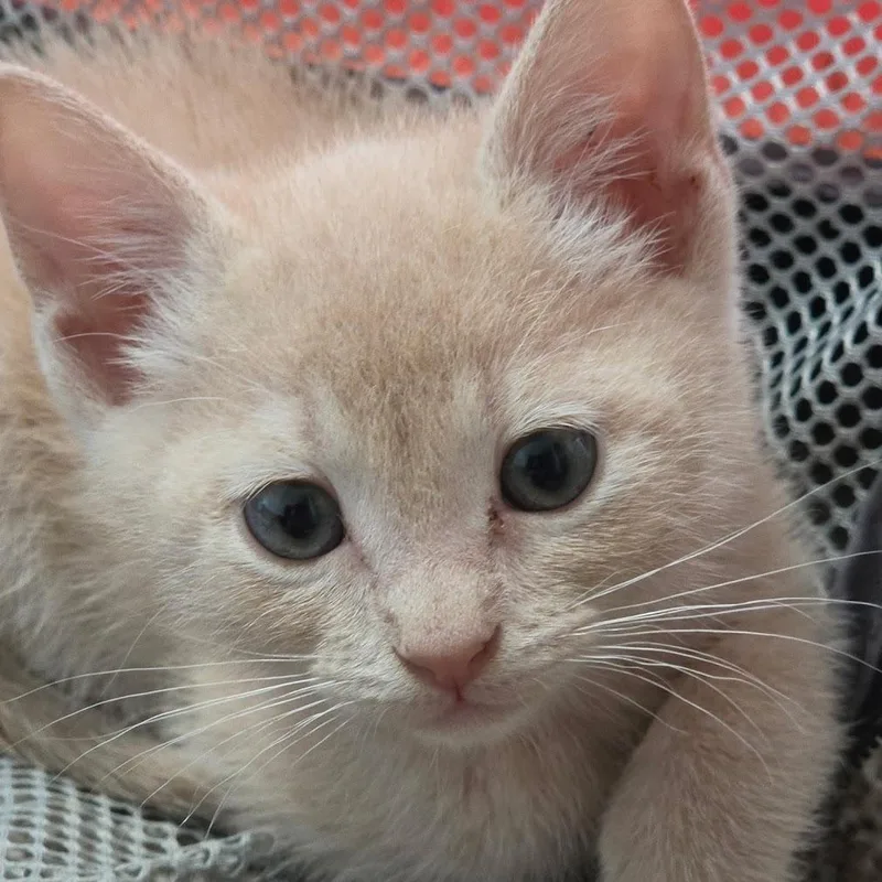A baby small-sized male Orange / Red Domestic Short Hair cat named Mando F for adoption in Oklahoma City, OK