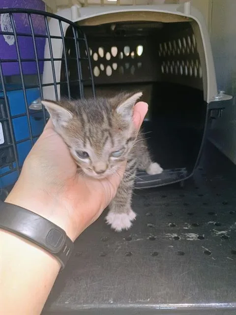 A baby small-sized male Domestic Short Hair cat named Crash Bandicoot for adoption in Charlotte, NC