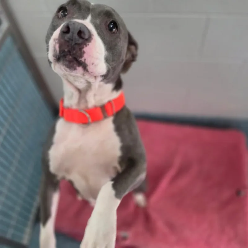 An adult medium-sized female Gray / Blue / Silver Pit Bull Terrier dog named Remy for adoption in Greensboro, NC