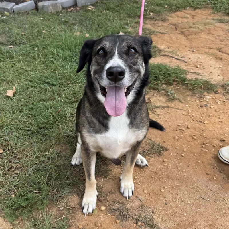 An adult large-sized male Tricolor (Brown, Black, & White) Shepherd dog named Finn for adoption in Columbia, SC