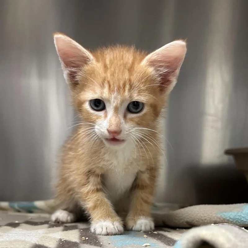 A baby small-sized male Orange / Red Domestic Short Hair cat named Bola for adoption in Bryan, TX