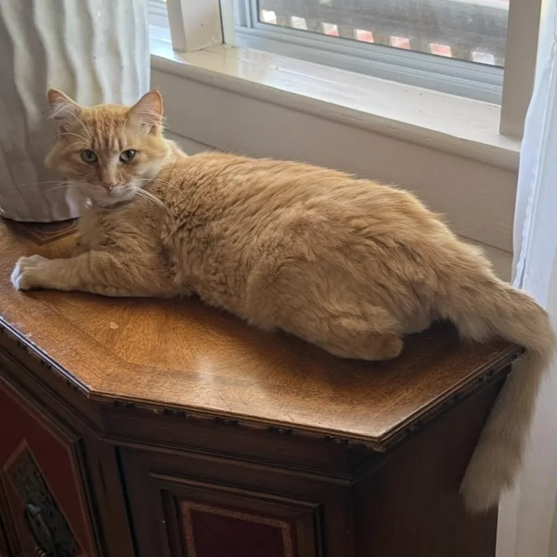 A young large-sized male Tabby (Orange / Red) Domestic Medium Hair cat named Rusty for adoption in Springfield, OR