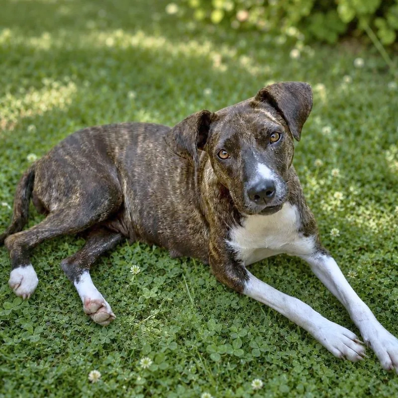 An adult medium-sized female Brindle Terrier dog named Heavens to Betsy for adoption in Helena, AL